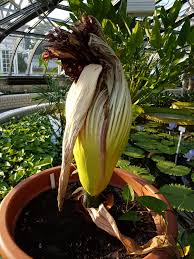 Der botanische garten hat deshalb heute noch bis ca. Titanenwurz War In Blute 7 9 Juli 2018 Amorphophallus Titanum Grosste Stinke Blume Der Welt Aus Indonesien Bgbm