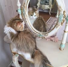 Cat Tumblr Cat Aesthetic Cats Crazy Cats