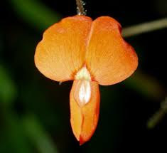 Image result for Hylodesmum repandum