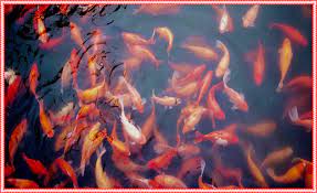 Check spelling or type a new query. Ramalan Mimpi Ikan Tuna Mata Besar Angka Togel 2d 3d 4d