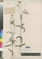 Image result for Lipotriche scandens