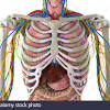 O airway—trachea, upper lobe bronchi, posterior wall of bronchus intermedius. 1