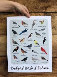 Thankfully, while the winters are cold, they are also short in indiana, so here are some the underbelly has a faint but noticeable mix of yellow while the breast and face are a rich brown. Print Backyard Birds Of Indiana Backyard Birds Birds Bird House Kits