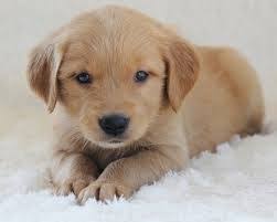 Image Result For Underbite Golden Golden Retriever Puppy Golden Retriever Puppies