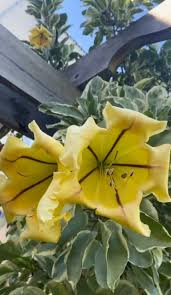 Image result for Solandra maxima