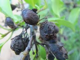 Image result for Canthium inerme