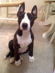 Black And White Boston Terrier Pitbull Mix Pin On Cute Animals