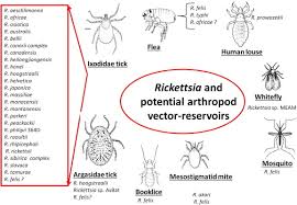 Image result for Rickettsiae