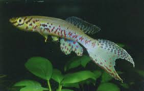 Image result for Crepidomanes fallax