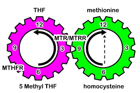 Diagrams Listing Dr Amy Yasko