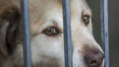 جدل في مصر بشأن تصدير القطط والكلاب With Images Dogs Animals Husky