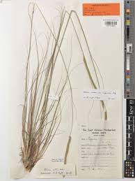 Image result for Ctenium longiglume