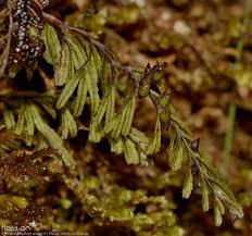 Image result for Hymenophyllum capillare
