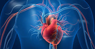 Getting to the Heart of Circulatory Health | Lehigh Valley Health Network