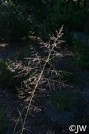 Image result for Sporobolus ioclados