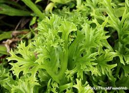 Image result for Polysphaeria pedunculata
