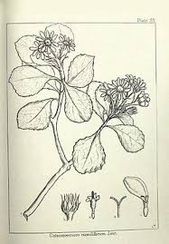 Image result for Chrysanthemoides monilifera