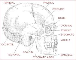 Worksheets For Anatomy Google Search Human Anatomy And Physiology Anatomy Bones Human Body Systems