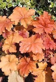 Image result for Heuchera `Swirling Fantasy`