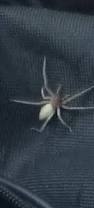 Image result for yellow sac spider bite skin