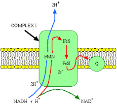 Mitochondria Function The Electron Transport System