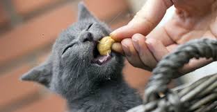 While it is a rich source of healthy properties and beneficial fiber, it is loaded with vitamin e. Can Cats Eats Cashews