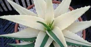 6 Increibles Beneficios Del Aloe Vera O Sabila Blanca Para Tu Cabello Piel Y Perdida De Peso Sabila Aloe Aloe Vera