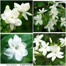 Get the best deals on tropical house plants. Flowering Tropical Plants Seedlings For Sale In Stock Ebay