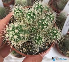 Not for any desert cactus. Echinocereus Comb Care At Home Echinocereus How To Grow A Hedgehog Cactus At Home