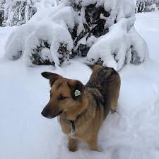 Odtu Hayvan Dostlari Ø¯Ø± ØªÙÛÛØªØ± Kar Bizim Cocuklara Da Pek Yakisti 1 Corba 2 Havlu 3 Deli 4 Ecevit Odtukopekleri Metudogs Kopek Snow Dog Kar Sevgi Love Https T Co Ujxttpwqcb