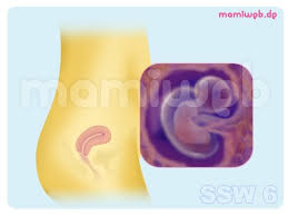 6 Schwangerschaftswoche 6 Ssw Mamiweb De