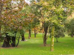 Fall Leaf Removal