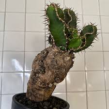 Image result for Euphorbia mlanjeana