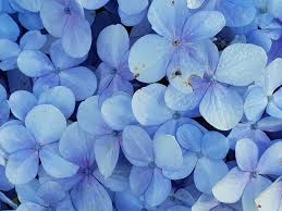 Correctly combining the colors of flowers, you can create a work of art! Close Up Photo Of Blue Petaled Flowers Free Stock Photo