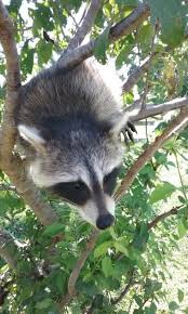 Would a zucchini plnat deter a raccoon. How To Get Rid Of Raccoons In Your Garden Humanely