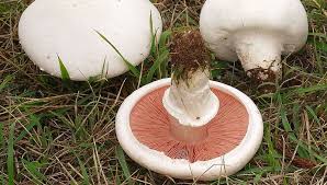 Essbar Der Wiesen Champignon Essbare Pilze Pilze Wiese