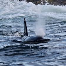 Alternative form of there she blows. There She Blows Picture Of Adventure Tofino Wildlife Tours Vancouver Island Tripadvisor