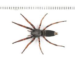 New zealand has 1134 described spider species, with an estimated total fauna of 2000 species. Common Spider Species Rentokil Pest Control