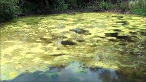 Blanket weed is a pond weed that many people struggle to control and remove. Treating Blanket Weed On The Pond Youtube