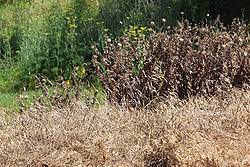 Am i good to go or will i need to respray? Herbicide Wikipedia