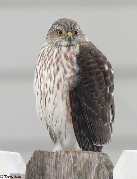 Cooper's Hawk (Accipiter cooperii) | South Dakota Birds