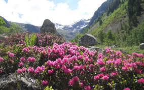 Maybe you would like to learn more about one of these? Yumthang Valley The Valley Of Flowers North Sikkim