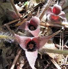 Image result for Aristolochiaceae