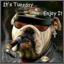 Life is awesome so make sure to enjoy every minute of it with these 55 motivational and sometimes funny tuesday quotes. 50 Amazing Tuesday Morning Funny Quotes Images