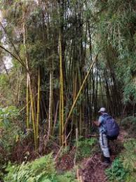 Image result for Oldeania alpina