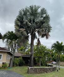 8 to 15 m spread at maturity: Ufei Selectree A Tree Selection Guide