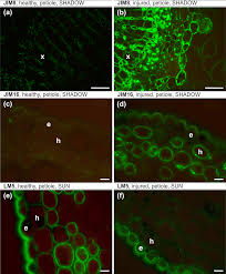 Plant cell parts each have their own function, from the cell wall to the chloroplast. Quantitative And Qualitative Characteristics Of Cell Wall Components And Prenyl Lipids In The Leaves Of Tilia X Euchlora Trees Growing Under Salt Stress