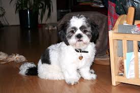 Pick up window for these puppies is between may 8th and may 11th. First Groom At What Age Grooming Shih Tzu Puppy Haircuts Shih Tzu Puppy Black Shih Tzu