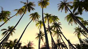 Get the best pet supplies online and in store! Looking Up At Palm Trees Stock Footage Video 100 Royalty Free 23640952 Shutterstock