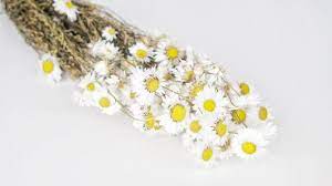 Maybe you would like to learn more about one of these? Dried Flower Wholesale Buy Deco Dried Flowers Online Si Nature